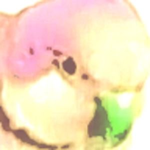 Meet your Posher, Joseph